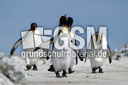 Königspinguin (61 von 84).jpg